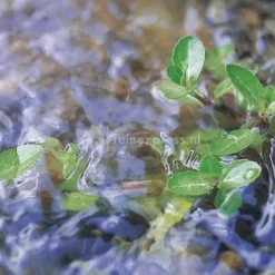 Oase Vitronic 18 W UVC-filter -Exporteren Lente Hof Winkel 57370 vitronic11 01 gr 0 815x421 3