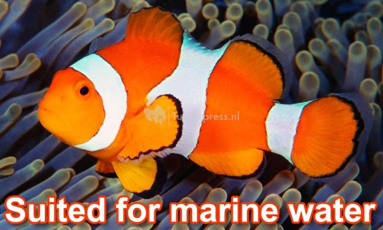 Ecomax O-serie Plus Vijverpomp 4 Ecomax O-serie Plus Vijverpomp - Afbeelding 2