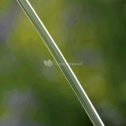 OASE Water Jet Lightning Fontein -Exporteren Lente Hof Winkel oase water jet lightning fontein 50191 5 0 622x929